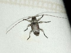 Sternidius mimeticus 72511515 by Arturo Santos. Used under a CC BY 4.0 license.
