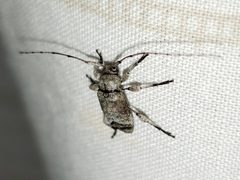 Sternidius mimeticus 72511674 by Arturo Santos. Used under a CC BY 4.0 license.