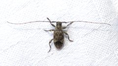 Sternidius misellus 85674869 by Dan MacNeal. Used under a CC BY 4.0 license.