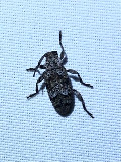Sternidius wiltii 168234155 by Jared Shorma. Used under a CC BY 4.0 license.