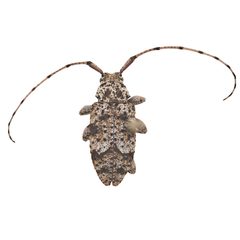 Sternidius wiltii 352305560 by University of Delaware Insect Research Collection. Used under a CC0 license.