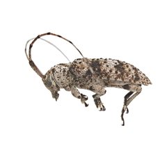 Sternidius wiltii 352305563 by University of Delaware Insect Research Collection. Used under a CC0 license.