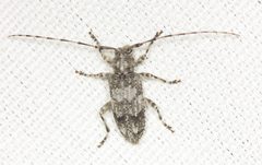 Sternidocinus barbarus - inat 2158104 by {{{name}}}. Used under a CC0 license.