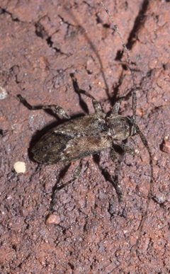 Styloleptus biustus P1200754b by 
xpda. Used under a CC BY-SA 4.0 license.