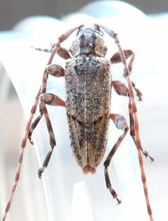 Trichocanonura linearis - inat 255020723 by {{{name}}}. Used under a CC BY 4.0 license.
