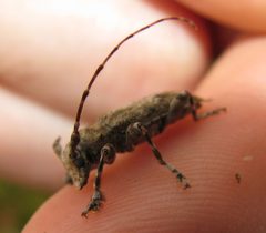 Aegomorphus modestus by Kerry Wixted from Annapolis, MD. Used under a CC BY 2.0 license.
