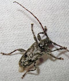 Aegomorphus modestus 1 by Jacy Lucier. Used under a CC BY-SA 4.0 license.