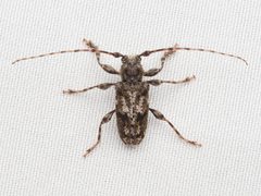 Aegomorphus modestus 305306772 by Zygy. Used under a CC0 license.