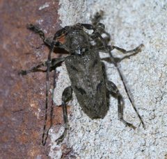 Aegomorphus modestus P1630619a by
xpda. Used under a CC BY-SA 4.0 license.