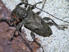 Aegomorphus modestus P1630620a by 
xpda. Used under a CC BY-SA 4.0 license.