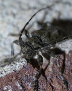 Aegomorphus modestus P1630621a by 
xpda. Used under a CC BY-SA 4.0 license.