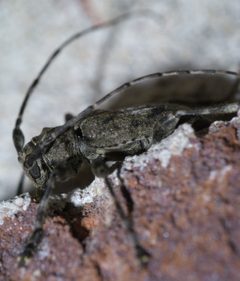 Aegomorphus modestus P1630624a by 
xpda. Used under a CC BY-SA 4.0 license.
