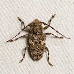 Aegomorphus quadrigibbus 308966824 by Justin Williams. Used under a CC BY 4.0 license.