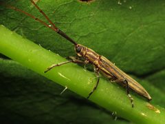 Skinny Cerambycid - Flickr - treegrow by Katja Schulz from Washington, D. C., USA. Used under a CC BY 2.0 license.