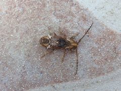 Desmiphora hirticollis by Jorge Merchán. Used under a CC BY-SA 4.0 license.
