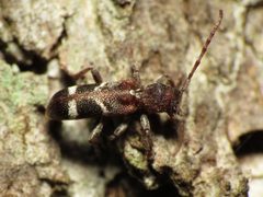 Cerambycid - Flickr - treegrow by Katja Schulz from Washington, D. C., USA. Used under a CC BY 2.0 license.