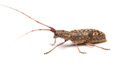 Dorcaschema alternatum 402794649 by Matthew Lindsey. Used under a CC BY 4.0 license.