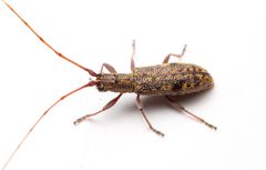 Dorcaschema alternatum 402794654 by Matthew Lindsey. Used under a CC BY 4.0 license.
