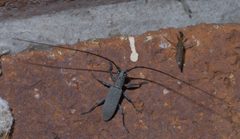 Dorcaschema cinereum P1420632a by 
xpda. Used under a CC BY-SA 4.0 license.