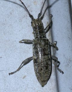 Dorcaschema wildii P1450796a by 
xpda. Used under a CC BY-SA 4.0 license.