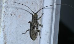 Dorcaschema wildii P1450797a by 
xpda. Used under a CC BY-SA 4.0 license.