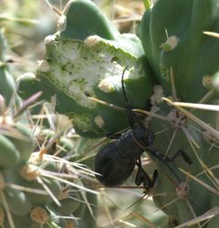 Moneilema armatum P1470279a by 
xpda. Used under a CC BY-SA 4.0 license.