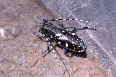 Anoplophora glabripennis 142849981 by Zinogre. Used under a CC BY-SA 4.0 license.