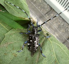 Anoplophora glabripennis Enschede2008 a550 by Pudding4brains. Used under a Public domain license.