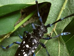 Anoplophora glabripennis Enschede2008 c202 by Pudding4brains. Used under a Public domain license.