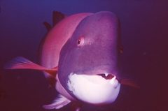 Casheepshead 300 by wikipedia. Used under a Public domain license.