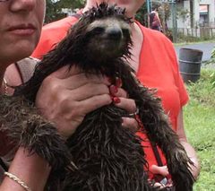 SLOTH partial view by LindaMunschauer at en.wikipedia. Used under a Public domain license.