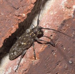 Monochamus carolinensis P1200197a by
xpda. Used under a CC BY-SA 4.0 license.