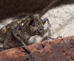 Monochamus carolinensis P1200199a by 
xpda. Used under a CC BY-SA 4.0 license.