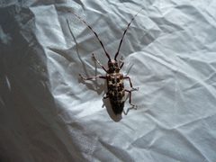 Monochamus clamator 8904578 by rjs. Used under a CC BY 4.0 license.