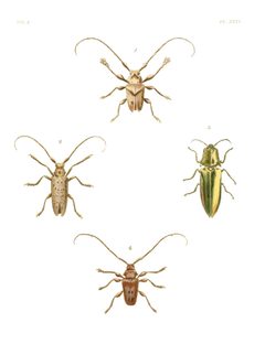 Illustrations of Exotic Entomology II 35 by Plates: Dru Drury (1725–1803). Text: John Obadiah Westwood (1805–1893). Used under a Public domain license.