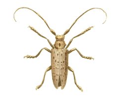 Illustrations of Exotic Entomology Lamia Dentator by Plates: Dru Drury (1725–1803). Text: John Obadiah Westwood (1805–1893). Used under a Public domain license.