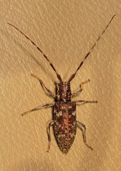 Monochamus obtusus by Judy Gallagher. Used under a CC BY 4.0 license.