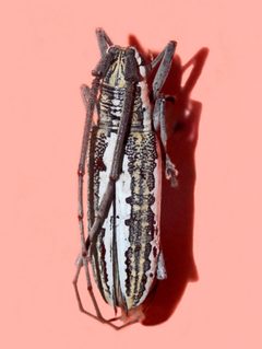 Cerambycidae - Neoptychodes trilineatus by Hectonichus. Used under a CC BY-SA 3.0 license.