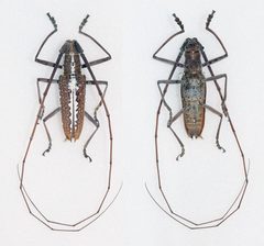 Neoptychodes trilineatus - Flickr - Bennyboymothman by Ben Sale from UK. Used under a CC BY 2.0 license.