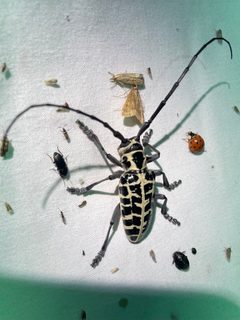 Plectrodera scalator 291364483 by Nathan May. Used under a CC BY 4.0 license.