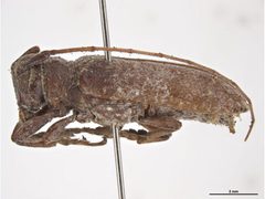 Oncideres cingulata by Sarah McCaffrey, Museum Victoria. Used under a CC BY 3.0 au license.
