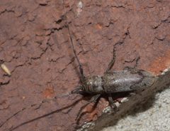Oncideres cingulata P1120626a by 
xpda. Used under a CC BY-SA 4.0 license.