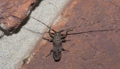 Oncideres cingulata P1130398a by 
xpda. Used under a CC BY-SA 4.0 license.