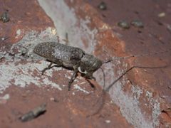 Oncideres cingulata P1310763a by 
xpda. Used under a CC BY-SA 4.0 license.