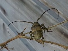 Oncideres pustulata by iNaturalist user: johnyochum. Used under a CC BY 4.0 license.