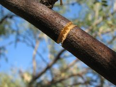 Mesquite Girdle - Flickr - treegrow by Katja Schulz from Washington, D. C., USA. Used under a CC BY 2.0 license.