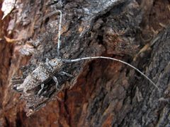 Mesquite Girdler - Flickr - treegrow by Katja Schulz from Washington, D. C., USA. Used under a CC BY 2.0 license.