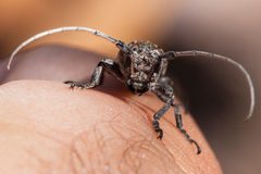Oncideres rhodosticta - Flickr - aspidoscelis by Patrick Alexander from Las Cruces, NM. Used under a CC0 license.