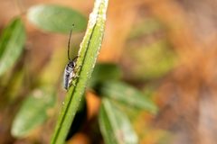 Mecas femoralis - inat 81091078 by {{{name}}}. Used under a CC BY 4.0 license.