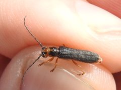 Oberea delongi 77141874 by Sam Kieschnick. Used under a CC BY 4.0 license.